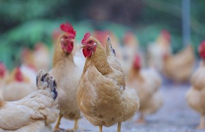 凤起牌扒鸡匠心传承，正宗德州扒鸡新风尚