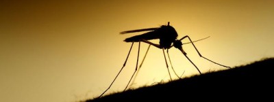 逆天！谷歌子公司欲用人工智能技术消灭蚊子