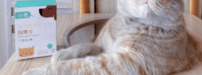小宠肠胃宝——我的猫咪肠道守护神器
