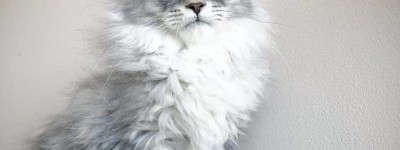 中宠网：养一只缅因猫是一种什么样的体验？