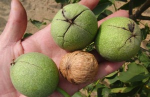 泰安圣合园艺场借淘金地电商平台走向全国