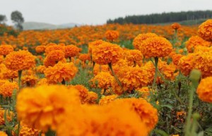 淘金地：电商驱动 沭阳花木业换挡升级