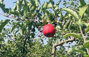 浅橙科技：金融科技，如何服务于乡村振兴？