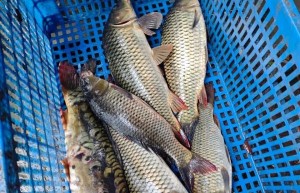 西部风老坛系列窝料如何玩转休闲黑坑