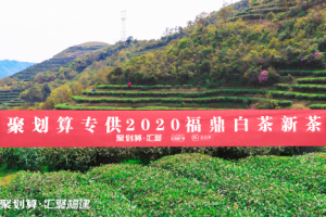 聚划算汇聚福建携手福鼎白茶开茶节，赏2020新春白茶