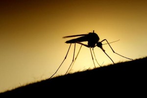 逆天！谷歌子公司欲用人工智能技术消灭蚊子